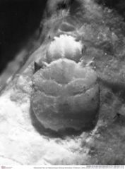 Historisches Foto von Glaessneropsis tribulosa (Schweitzer & Feldmann, 2009) (NHMW-AFW-GEO-BACHMAYER-FOTO-1990-0041-3115)